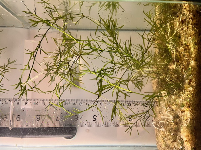 Guppy Grass live aquarium plant