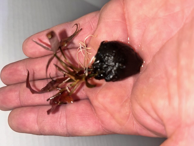 Red Tiger Lotus live aquarium plant with sprouted bulb